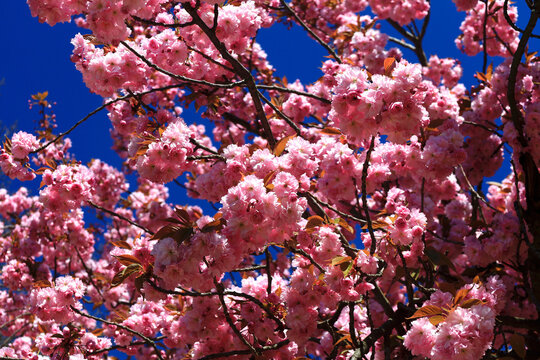 Branches of pink blossoming cherry tree