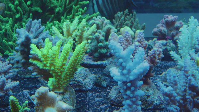 beautiful yellow white and green corals at the bottom of a sea aquarium with several sargo fish swimming