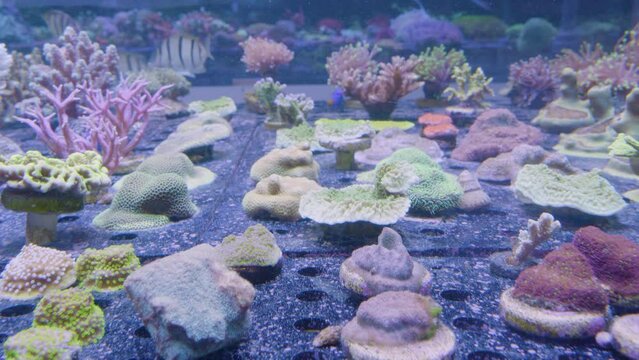 an aquarium with different corals on the bottom and small swimming sargo fish in the background