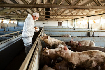 A senior veterinarian holding a box with medicines and giving therapy to an ill pig.