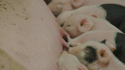 Tiny cute piglets, sucking swine mother milk. Newborn life on pig farm, domestic animal.