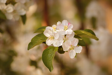 Blühender Apfelbaum.