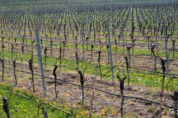 Rebstöcke im Frühjahr in den Weinbergen der Mainschleife  - Detailaufnahme - Bevor der Wein in...