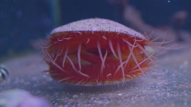 a beautiful open seashell with anemone in displayed in an aquarium