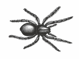 Wolf spider. Doodle sketch. Vintage vector illustration.
