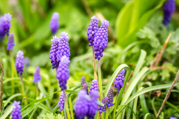 Muscari armeniacum or grape hyacinth. Muscari armeniacum grape hyacinth growing in a clump in a garden