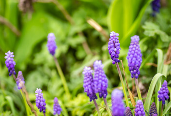 Muscari armeniacum or grape hyacinth. Muscari armeniacum grape hyacinth growing in a clump in a garden