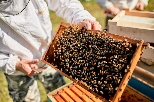 Hands of beekeeper holding beehive frame