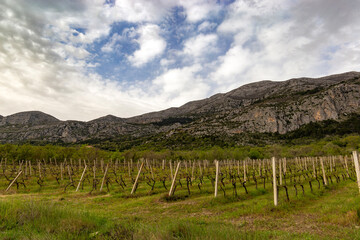 Valley with vineyards in Croatian mountains. Springtime day.