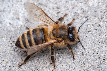 Bee or honey bee on the grey background