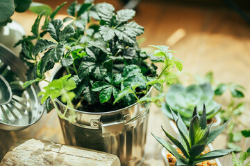 植物　ガーデニング　シュガーバイン　室内　インテリア