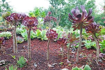 succulent plant in garden