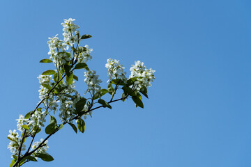 White flowers on a branch of Canadian shadberry, shadberry, shadberry or juniper against a blue spring sky. Selective focus. Close-up. Landscape for any wallpaper. There is space for text