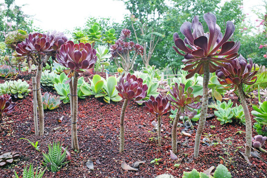succulent plant in garden