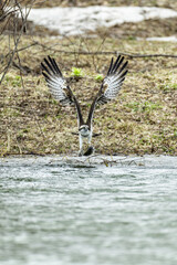 捕獲成功、北海道のミサゴ。
