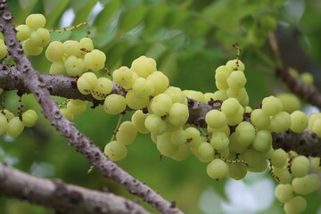 Phyllanthus acidus, known as the Otaheite gooseberry, Malay gooseberry, arbari, or simply gooseberry tree, is one of the trees with edible small yellow berries fruit in the family Phyllanthaceae.