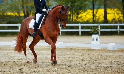 Red-brown dressage horse with rider in the dressage arena..