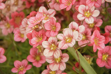 Rosen Steinbrech- saxifraga rosacea
