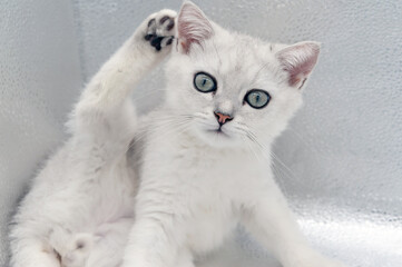 cute cat British Short Silver Gradient