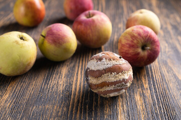 Apple with mold and fresh apples on wooden background - mold growth and food spoilage concept