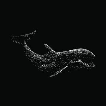 False Killer Whale hand drawing vector illustration isolated on black background