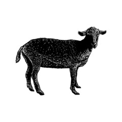 saanen goat illustration isolated on background