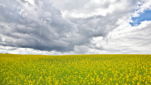 Yellow rapeseed field under blue sky and clouds. Beautiful field with yellow flowers.