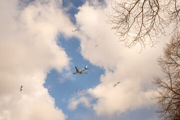 Airplane  in blue sky with light clouds