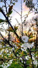 Blooming cherry tree in the spring garden. Romantic sunset on May 1, Global day of love