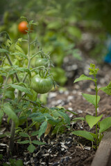 Picking fresh organic tomatoes in the garden on a sunny day. The farmer admires the ripening tomatoes. Growing vegetables. Gardening concept