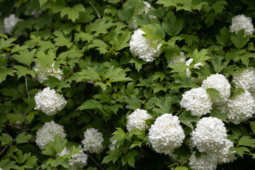 White hydrangea, a large flowering bush in the summer garden