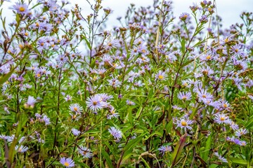 A purple wildflowers in Whidbey Island, Washington