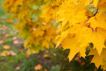 Multicolored maple leaves float in the wind. Beautiful view of bright autumn leaves in the park