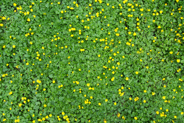 Close up of a buttercup on a bright spring day