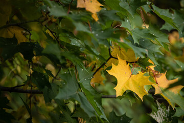 Multicolored maple leaves float in the wind. Beautiful view of bright autumn leaves in the park