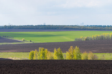 beautiful summer landscape of plowed chernozem field with trees