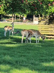 giraffe in the grass
