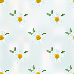 Daisy. Chamomile flowers with leaves on abstract gray blue background, floral texture.