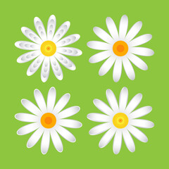 The geometric chamomile flowers. Set single flower 
of white daisies made of simple geometric shapes on a green background, icon
