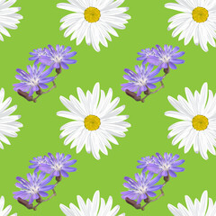 The chamomile flower. Seamless floral texture white of Daisy flower and blue wildflowers on a green background,geometric pattern