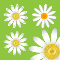 The geometric chamomile flowers. Set single flower 
of white daisies made of simple geometric shapes on a green background, 3d effect, icon