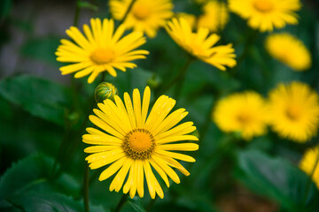 Doronicum is poisonous. Photo of nature. Wild nature. Nature in the forest. Yellow flowers.