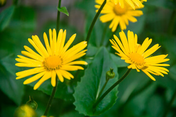 Doronicum is poisonous. Photo of nature. Wild nature. Nature in the forest. Yellow flowers.