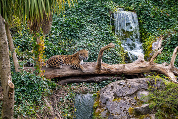 leopard resting on the tree