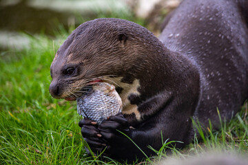 otter eating a bream