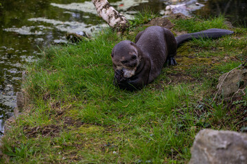 otter eating a bream