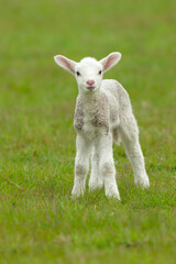 Close up portrait of a cute, newborn lamb in Springtime, facing forward and stood in a green meadow. Clean background. Vertical.   Copy space.