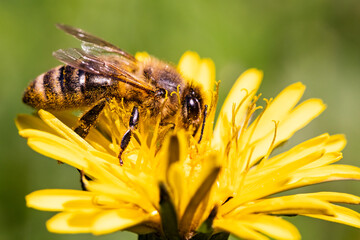 Detail closeup of honeybee, Apis Mellifera, european, western honey bee covered in pollen on yellow Dandelion flower. Selective focus, blured background