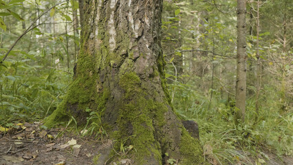 Old trees with lichen and moss in forest. Forest trees nature green wood. Moss on the tree in the forest