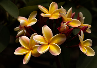Beautiful Fragrant Plumeria Bunch